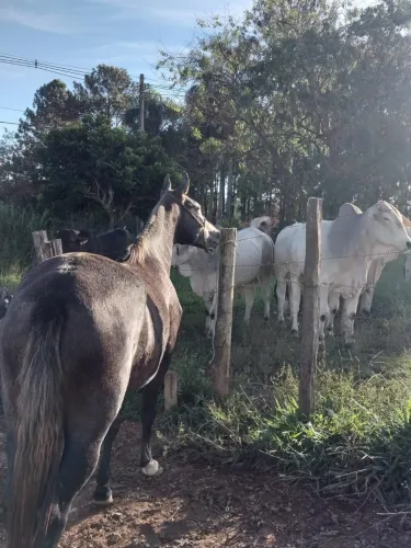 Égua mineira