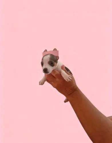 Pinscher macho e fêmea
