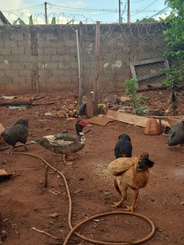 Vendo galo,galinhas,frango,frangas,pintinhos,Angola e patos apartir de 50,00