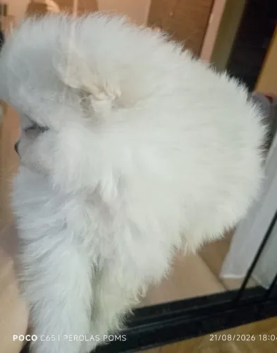 Lulu da Pomeranêa