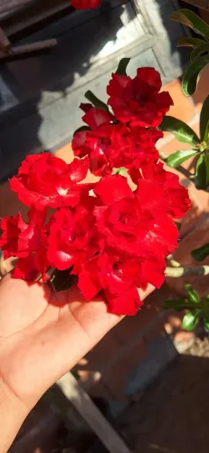 Rosa do deserto dobrada