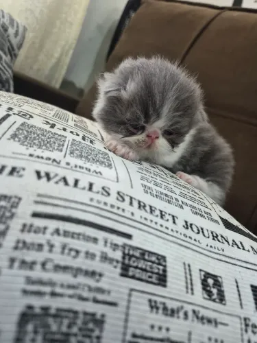 $2.700,00 persa fêmea zap * 
