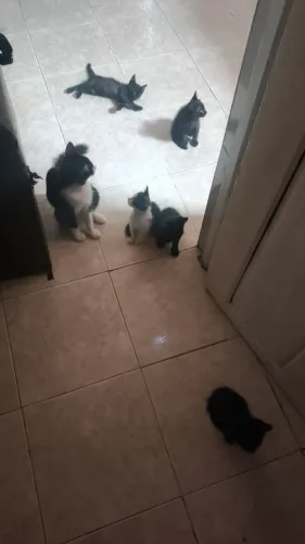 Gatos Filhotes para Doação