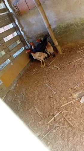 Galinhas indianas puras