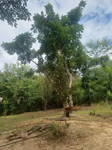 Terreno pra Sítio.  50m por 300m