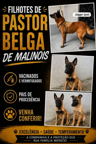 Filhotes de Pastor Belga de Malinois 