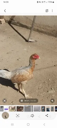 Vendo uma franga e uma galinha Índia