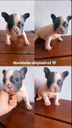Bulldog francês