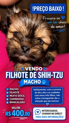 FILHOTE DE SHITZU
