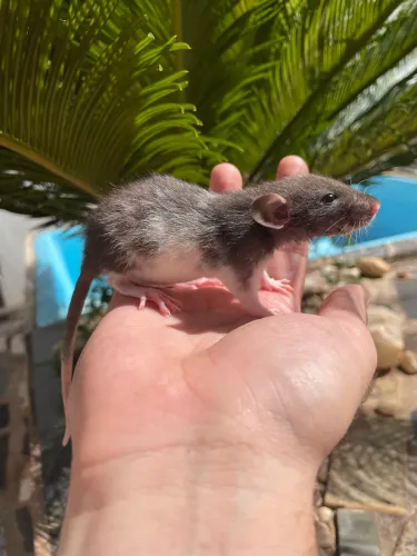 Rato twister