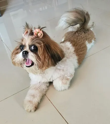 SHIH TZU - Fêmea