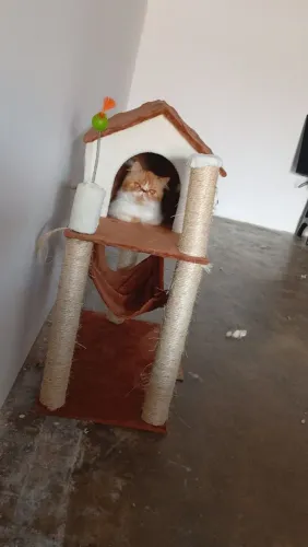 Casinha e arranhador para gato