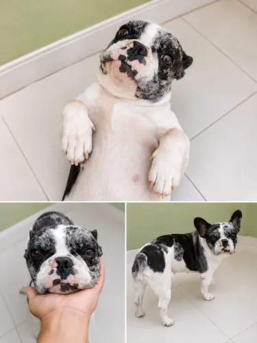 Fêmea Bulldog francês exótica