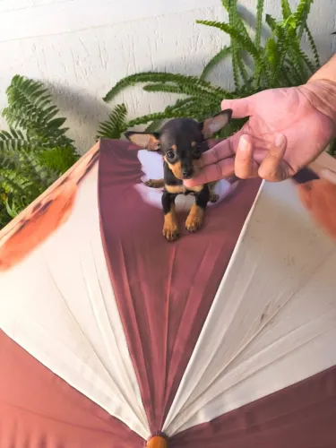 Filhote de Pinscher mini muito alegre