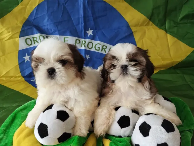 Shitzu Mini Promoção