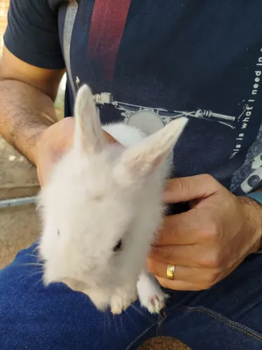 Coelhinhos