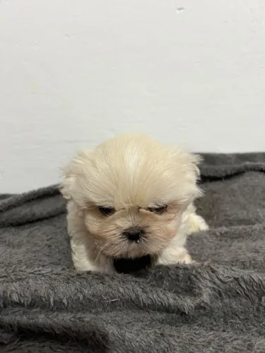 Shitzu