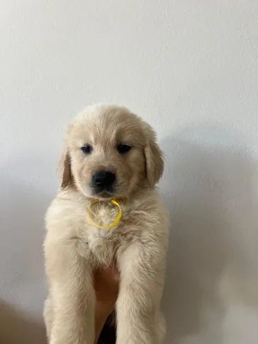 Golden Retriever filhotes cobiçados