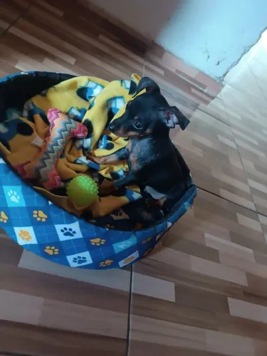 Vende filhote pinscher