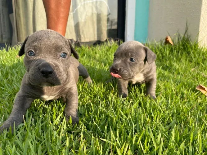 Filhotes de Pitbull com Pit monter 