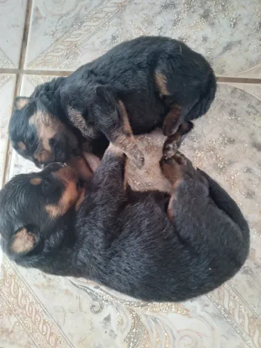Filhotes de Rottweiler