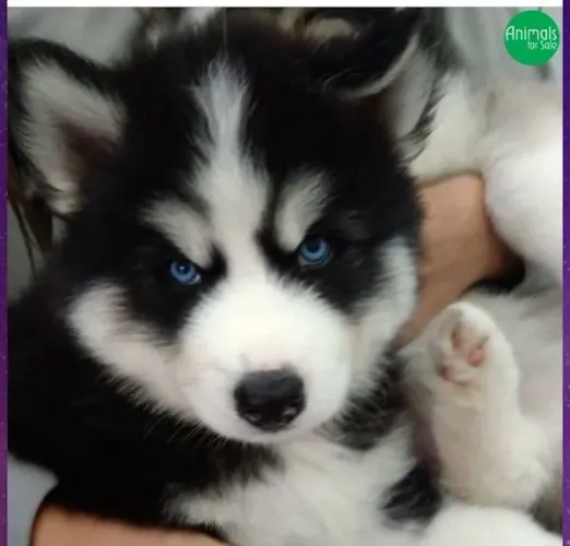 Filhotes de Husky Siberiano originais para sua segurança !