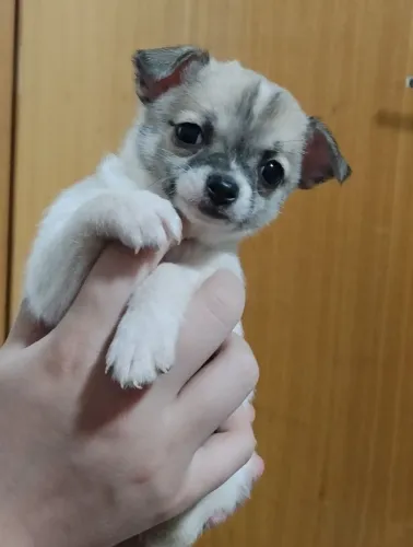 Filhotinha de chihuahua