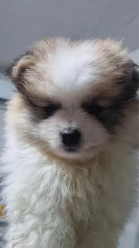 Spitz Alemão Fêmeas e Macho