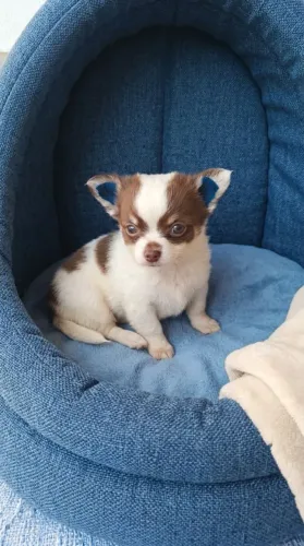 Chihuahua pelo longo macho