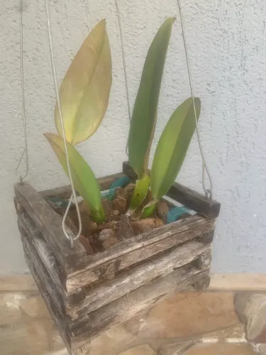 Orquídea cattleya Walquiriana