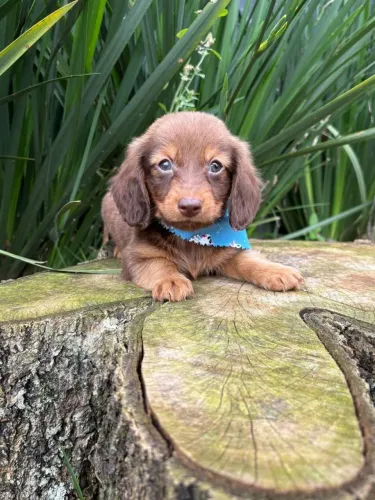 Dachshund miniatura pelo longo