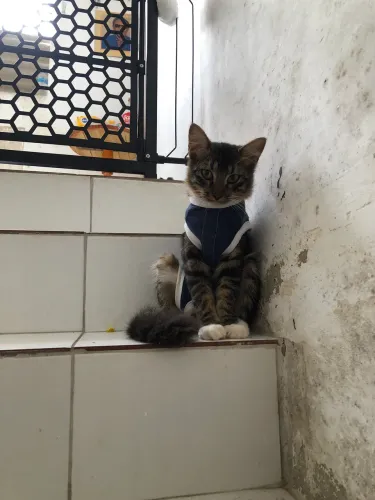 Gatinhas castradas para adoção 