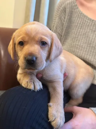Filhotes De Labrador - Transforme Sua Casa Em Um Lar Cheio De Amor