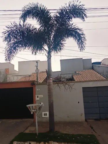 Vende se coqueiro rabo de raposa ?