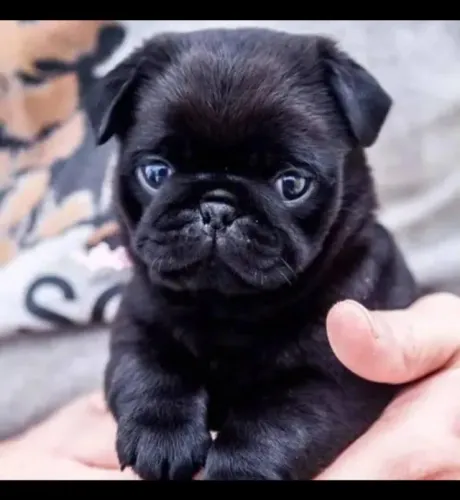 Pug black