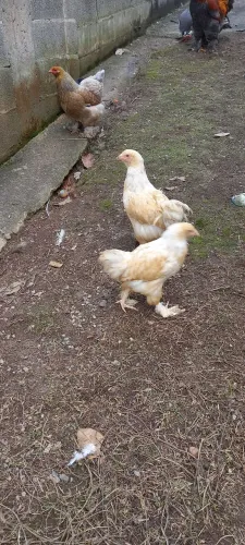 Brahma Lemon franga e frango