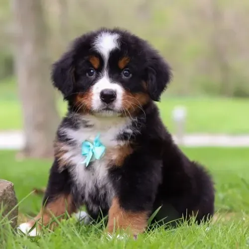 Bernese Mountain Amor que se constrói com afeto