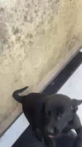 Cachorrinho para Doação 