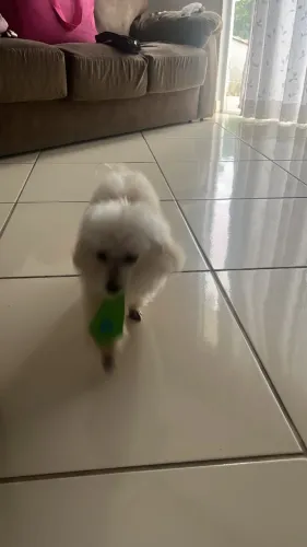 Cachorro