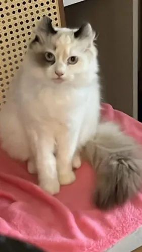 American curl fêmea com contrato de reprodução!