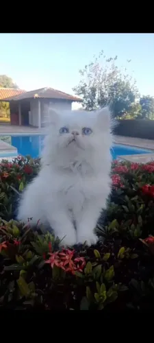 Gatinho Persa Show