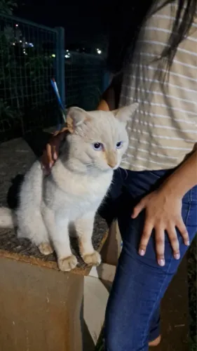 Lindo Gato pRa doação 