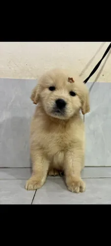Golden Retriever 