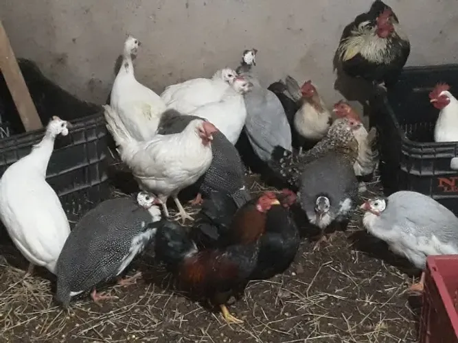 Galinha angola