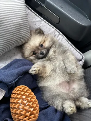 Lindo Spitz Alemão - lulu da pomerânia