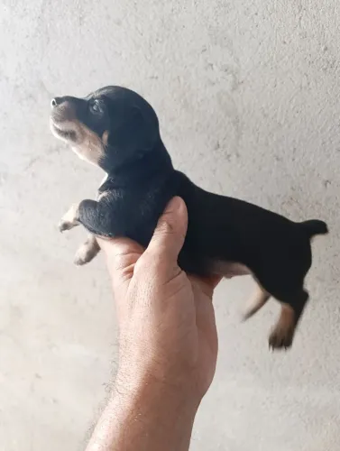 Pinscher miniatura