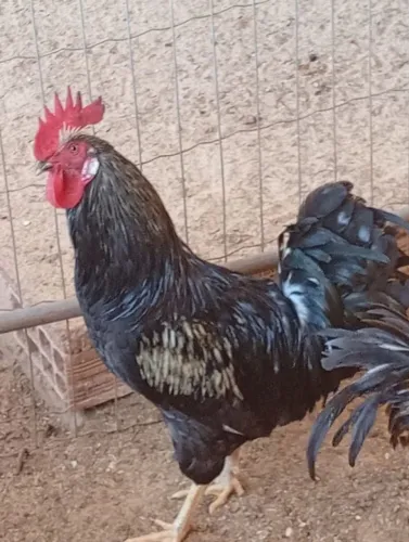 Frangos da raça GLC com 6 meses, tenho 12 unidades