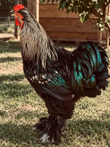 Galo Brahma darck