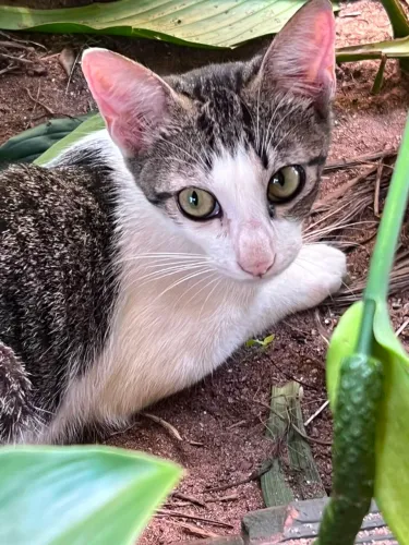 Gatinhos lindos procurando um lar cheio de amor