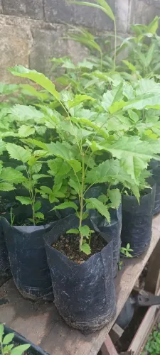 Não entrego Vendo lindas mudas de:IPÉS AMARELOS 